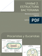 Estructura Bacteriana