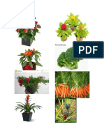 Plantas Ornamentales