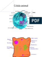 Celula 1c2ba Medio