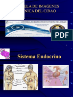 endocrino-ecr-1211492795023268-8