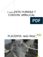 Placenta Humana y Cordon Umbilical