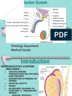 Male Reproductive System