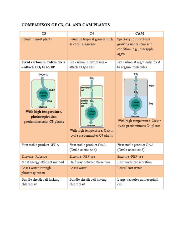 C3, C4, and CAM Plant Comparison | PDF | Science & Mathematics
