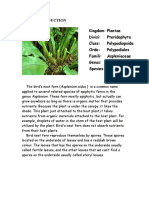 I. Kingdom: Plantae Divisi: Pteridophyta Class: Polypodiopsida Ordo: Polypodiales Famili: Aspleniaceae Genus: Asplenium Spesies: A. Nidus