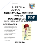 medula-espinal.docx