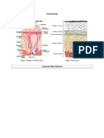 Dermatology: Figure: Diagram of Human Skin Figure: Skin Layers