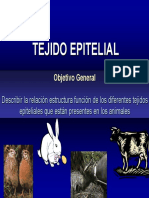 Tejido_Epitelial