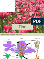 Teórica de Flor PDF