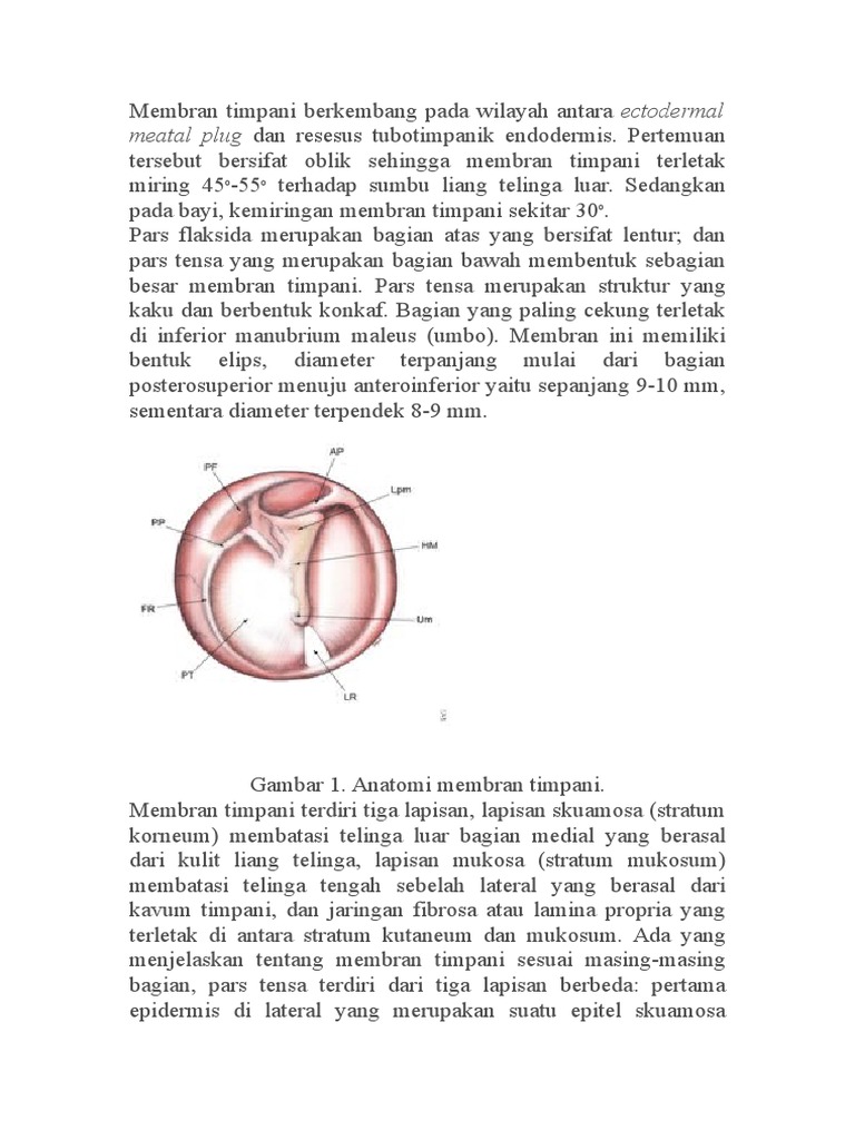 Anatomi Membran Timpani PDF