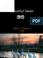 Beautiful Swan - Pps