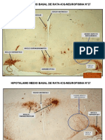 Laboratorio 8 Hipotalamo, Hipofisis