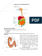 Anatomi, Histologi, Fisiologi Lower Gastrointestinal Tract