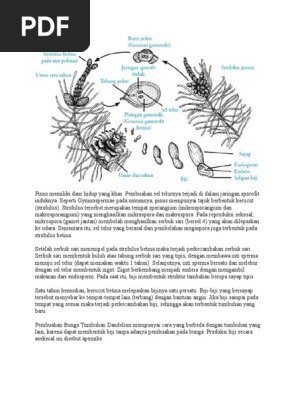 Sistem Reproduksi Pinus
