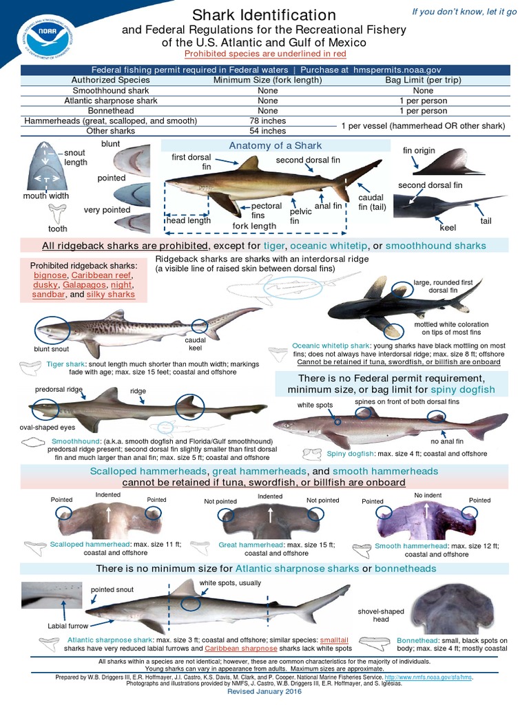 Shark Identification Sharks Aquatic Vertebrates