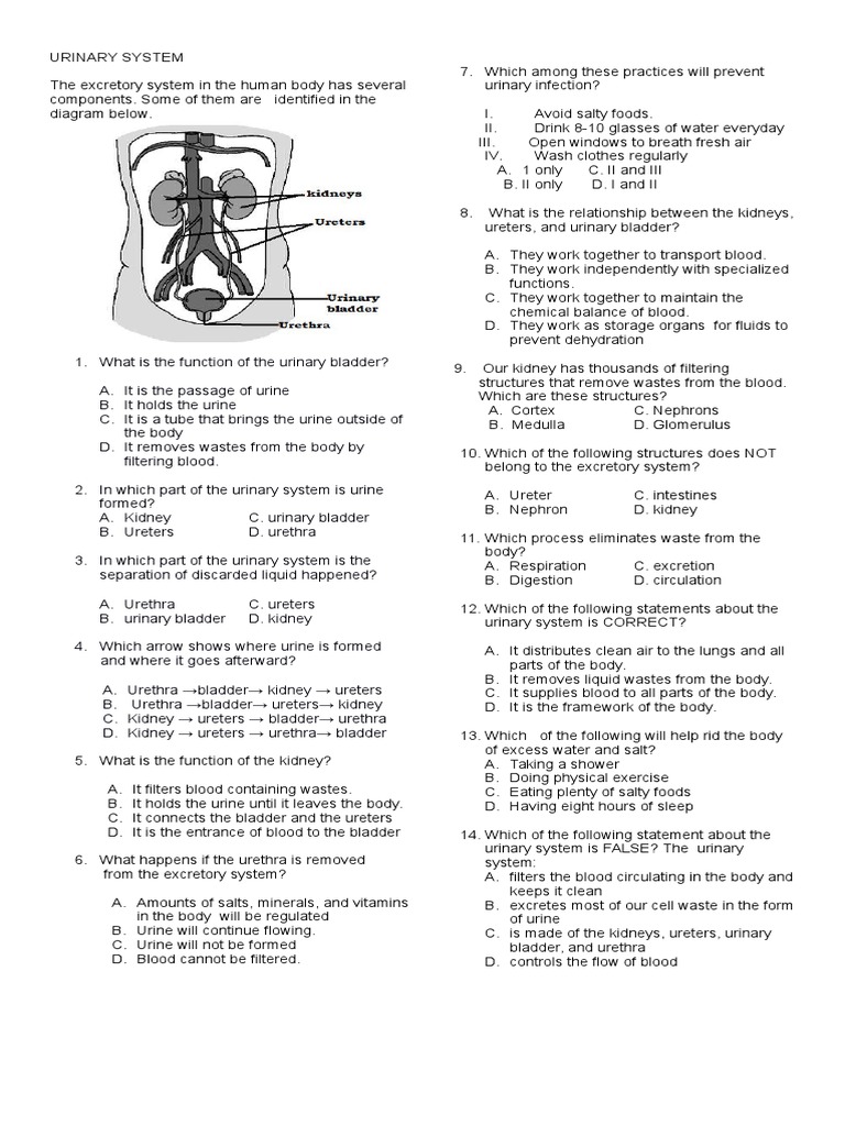 Urinary System For Grade 6 Urinary System Urine