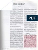 4 Nucleo Celular2 PDF