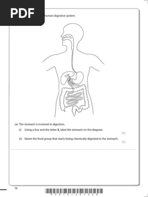 11 Unlabeled Digestive System Diagram Worksheet