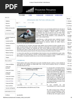 Crianza Y Produccion De Patos Criollos Muscovy Huevo Aves