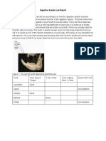 Digestive System Lab Report