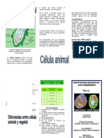 Triptico Celula Animal y Vegetal