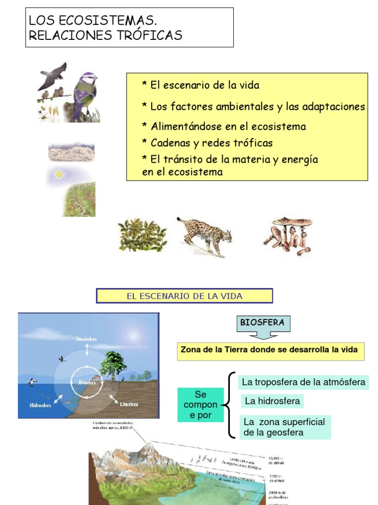 Estructura y Función de los Ecosistemas | PDF | Ecosistema | Ecología
