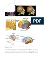 The Frontal and Parietal Lobes Are Two of The Four Main Lobes of The Cerebral Cortex