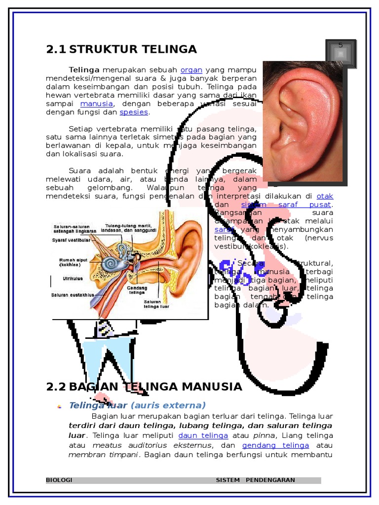 Gambar Telinga Manusia Struktur Dan Fungsi Telinga Manusia Telinga