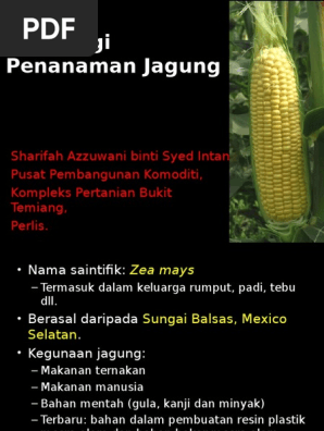 Teknologi Penanaman Jagung  PDF