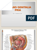 Anatomi Genitalia Virilia