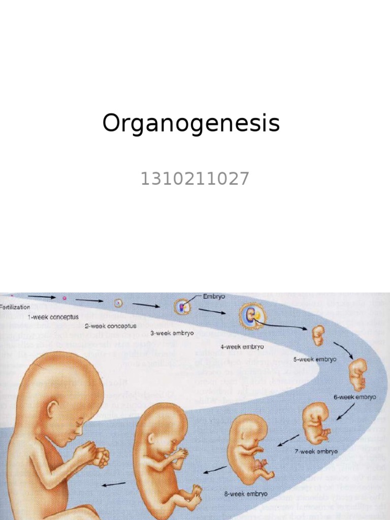 Organogenesis