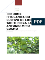 Informe Fitosanitario Lemaya