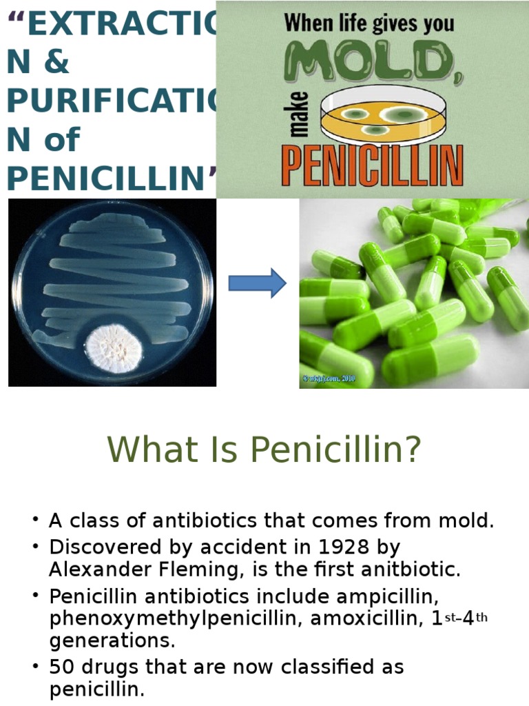 Penicillin Fermentation Pdf Penicillin Mold