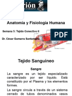 Tejido Sanguineo