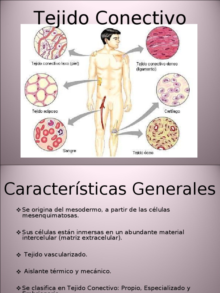 Tej Conectivo Tejido conectivo Inflamación