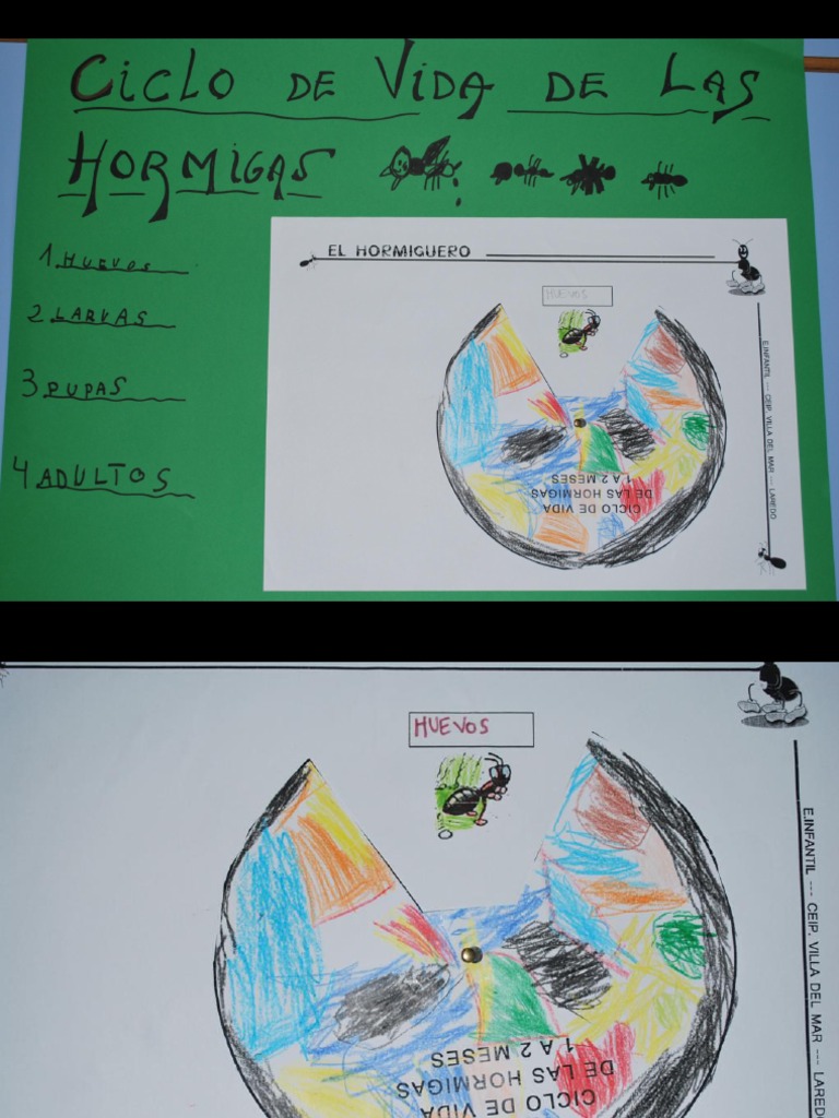 Ciclo de Vida de Las Hormigas