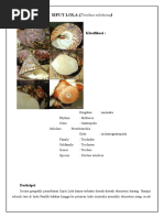 Download Siput Lola by Pratama Wira Putra SN313221339 doc pdf
