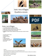 Aves Necrófagas