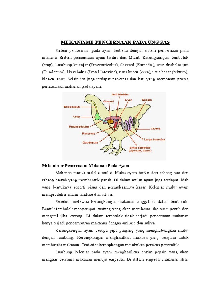 96 Gambar Sistem Pencernaan Unggas Gratis