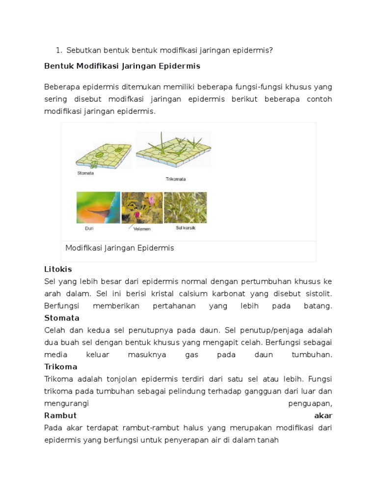 Sebutkan Bentuk Bentuk Modifikasi Jaringan Epidermis