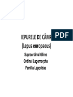 6 Iepurele de Câmp