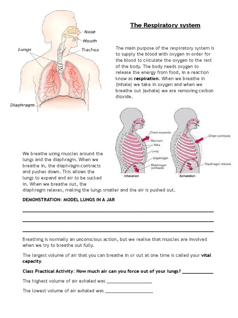 respiratory system short essay