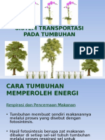 Sistem Transportasi Pada Tumbuhan