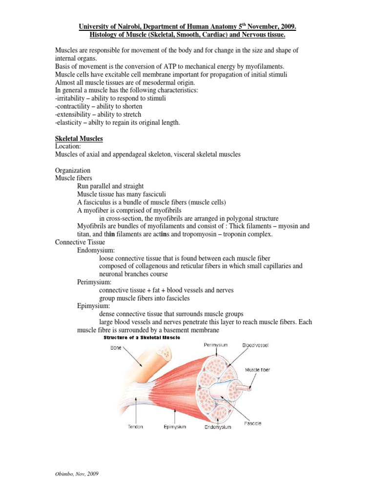 Histology Muscle and Nervous Tissue | PDF | Neuron | Muscle Contraction