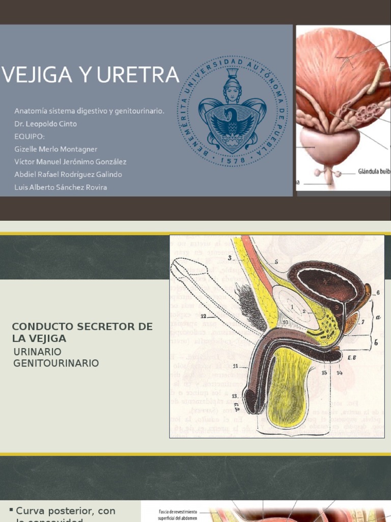 Anatomía. Uretra Masculina y Femenina PDF Próstata Vejiga urinaria