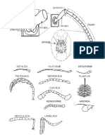 Antenas - Morfologia