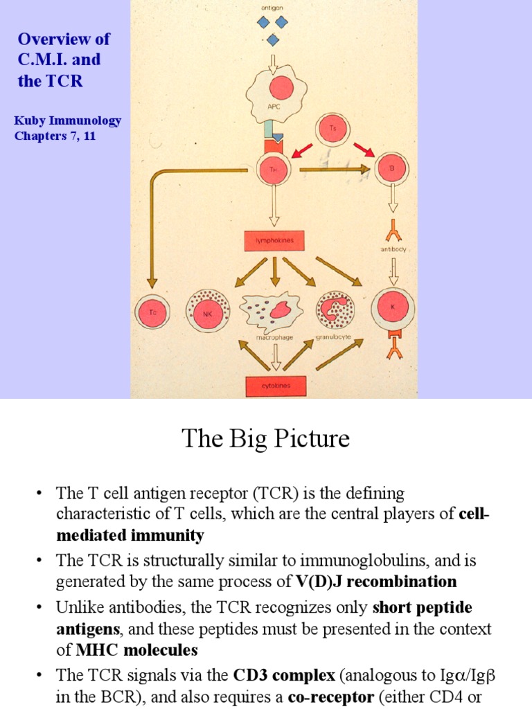 8 - Cell Mediated Immunity | PDF | T Cell | Major Histocompatibility ...