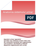 Anatomia Sistemului Urinar