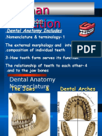 Dental Tooth Numbering Systems Explained | PDF | Dentistry | Dental Anatomy