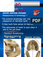 Human Dentition