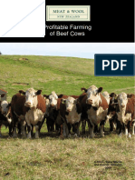 Profitable Farming of Beef Cows